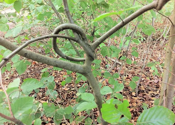 Bed and breakfast Zilverlinde 3*